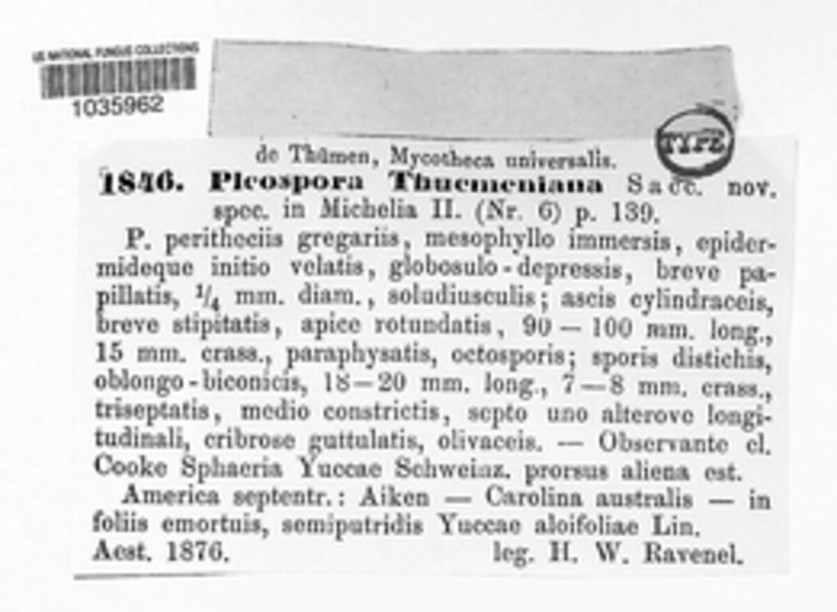 Montagnula thuemeniana image